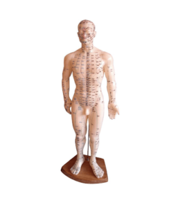 Male Meridian Model With 360 points & 14 meridians - 50 cm