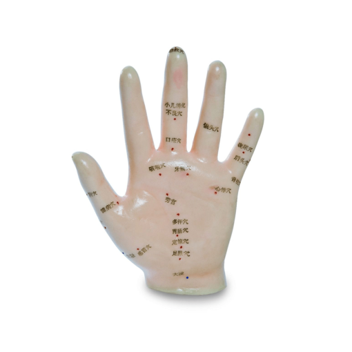 Hand Model