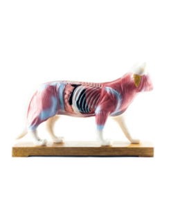 Soft Vinyl Cat Model