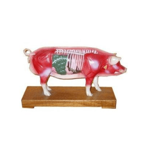 Soft Vinyl Pig Model