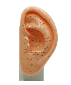 Ear Acupressure Model