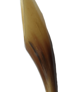 Horn Shaped Gua Sha Rod - 12cm