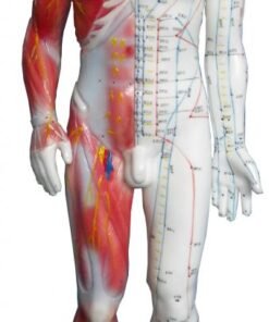 Meridian & Muscle Model – 80cm